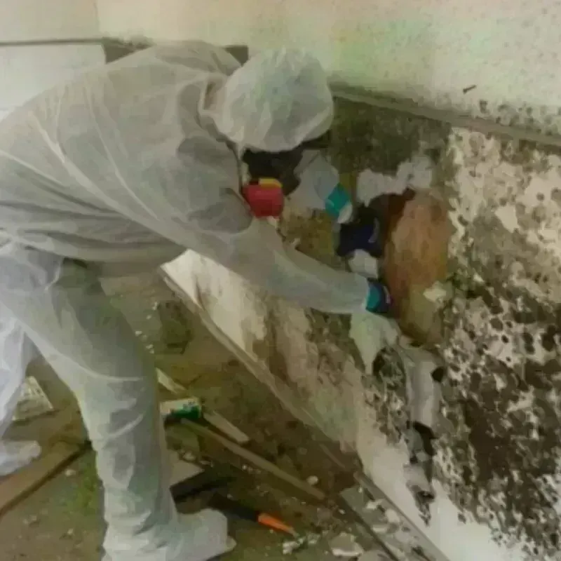 Mold Remediation and Removal in Niles, OH